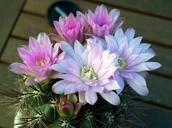 cactus-flower-plant-flowering-661037.jpg