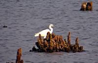 little-egret-egretta-garzetta-317567.jpg