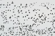 flock-of-birds-migratory-birds-geese-282591.jpg