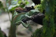 lizard-reptile-green-camouflage-332557.jpg