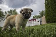 pug-puppy-storm-animal-pet-dog-1502566.jpg