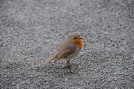 robin-grey-small-red-gravel-bird-485818.jpg