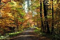 autumn-deciduous-forest-forest-233383.jpg