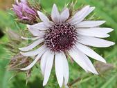 purple-thistle-berkheya-purpurea-1524816.jpg