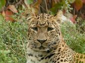 leopard-chinese-leopard-big-cat-195786.jpg