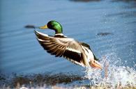 mallard-duck-flying-drake-male-622866.jpg