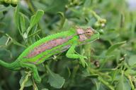 chameleon-cape-chameleon-lizard-827517.jpg