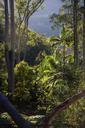 rain-forest-forest-australia-420731.jpg