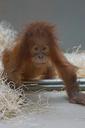 orang-utan-primate-monkey-1464015.jpg