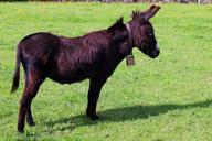 donkey-domestic-donkey-animal-stand-406215.jpg