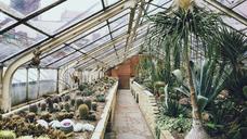 greenhouse-cultivation-desert-768740.jpg