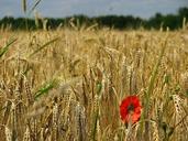 wheat-field-spike-wheat-cornfield-381502.jpg