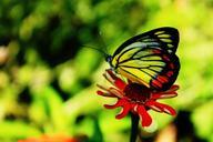 butterfly-insect-bright-colorful-615696.jpg