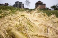 wheat-wheat-field-field-spike-105285.jpg