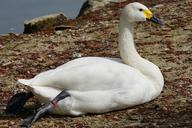 swan-tundra-swan-magpie-duck-bird-1305038.jpg