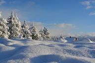 snow-trees-cold-winter-white-1209991.jpg