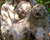 kittens-felines-lynx-canada-cats-649936.jpg