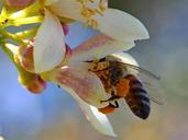 bee-flower-insect-fly-macro-honey-649958.jpg