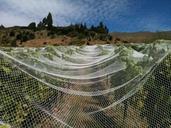 vineyard-nets-wine-vine-netting-496224.jpg