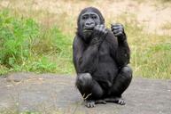 gorilla-ape-monkey-primate-animal-315059.jpg