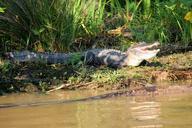 alligator-swamp-bayou-animal-169120.jpg