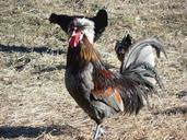 chicken-rooster-poultry-bird-740302.jpg