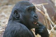 animals-primate-ape-lowland-gorilla-1088376.jpg