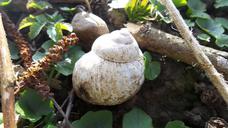 nature-meadow-undergrowth-snail-449480.jpg