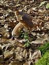 fungus-boletus-oak-foliage-beech-111230.jpg