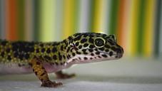 leopard-gecko-gecko-lizard-pet-515491.jpg