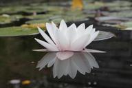 water-lily-pond-nature-mirroring-433823.jpg