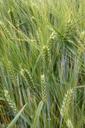 barley-field-green-mature-awns-261868.jpg