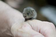 vole-rodents-hamster-animals-hand-426794.jpg