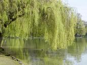 willow-tree-nature-landscape-lake-329405.jpg