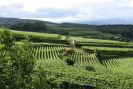 vineyard-vines-winegrowing-germany-102072.jpg