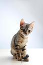 pet-cat-small-cat-melancholy-882448.jpg