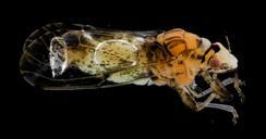 citrus_psyllid,_hand_sanitizer,_adult,_ft_detrick_2014-05-01-09.43.40_ZS_PMax.jpg