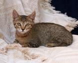 kitten-cute-feline-animal-domestic-568710.jpg