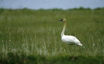 swan-tundra-bird-wildlife-nature-702842.jpg