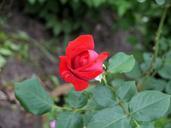 red-rose-flowers-rose-flower-bloom-921429.jpg