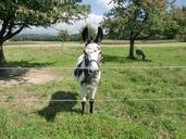 donkey-landscape-nature-482231.jpg