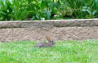 rabbit-bunny-animal-cute-mammal-988811.jpg