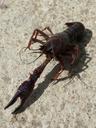 american-crab-crayfish-clip-1588830.jpg