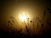 sunset-silhouette-east-plants-sun-877890.jpg