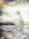 owl-barn-owl-enchanted-sky-clouds-469601.jpg