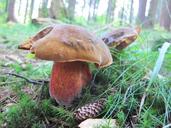 fungus-boletus-luridiformis-forest-657485.jpg