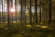 forest-trees-light-sun-sunbeam-638128.jpg