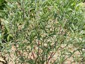 flavor-herb-spices-thyme-thymol-88249.jpg