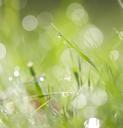 meadow-lawn-grass-lush-leaves-218908.jpg