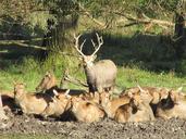 deer-hirsch-antler-red-deer-465419.jpg